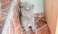 британски котки, снимка 5