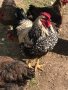 Катунски кокошки и пилета
