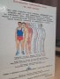 Човешкото тяло," прозрачна " енциклопедия от 1993 г., снимка 11