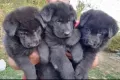 Немски овчарки дългокосмести , снимка 3