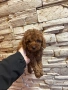Той Пудел Момче  /Toy Poodle, снимка 2
