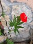 Ипомея - Кипърска Лоза (Кардинал), снимка 1 - Градински цветя и растения - 42231065