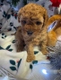 Той пудел/ Toy poodle, снимка 4
