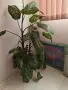 цветя дефенбахия, Драцена , снимка 5
