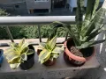 Сансевиера Gold Hahnii-птиче гнездо, снимка 4