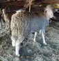 Продавам Шилета и Коч, снимка 2