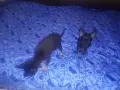 Мини пинчер.... , снимка 3