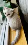Британско късокосместо коте, снимка 8