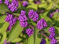 Каликарпа (Callicarpa, Beautyberry), снимка 1 - Градински цветя и растения - 30551512