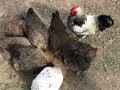 Катунски кокошки - Уникални, снимка 5