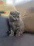 женско клепоухо шотландско коте, снимка 2