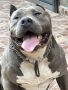 American Bully XL/Американско Були ХЛ, снимка 3