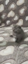 Британски котета , снимка 7