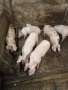 Продавам малки прасенца, снимка 1