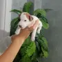Джак ръсел териер, снимка 4