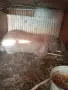 Продавам кочоват заек, снимка 1
