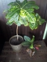 Планински кротон, височина 45-100см./цени в описанието , снимка 7