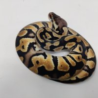 Кралски Питон / Ball Python / Python regius, снимка 2 - Змии - 42172390