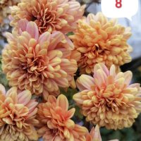 Кълбовидна хризантема разсад, снимка 5 - Градински цветя и растения - 40313222