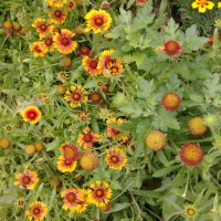Продавам цветя Гайлардия – разсад за пролетно засаждане в градината, различни цветове, снимка 9 - Разсади - 30273860