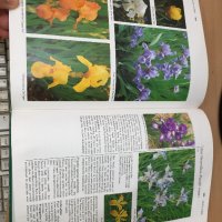 Енциклопедия A-Z of Annuals, Biennials & Bulbs (Successful Gardening), снимка 11 - Енциклопедии, справочници - 30873162