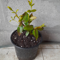 Жасмин 3-цвята (Вечнозелен), снимка 12 - Градински цветя и растения - 44695569