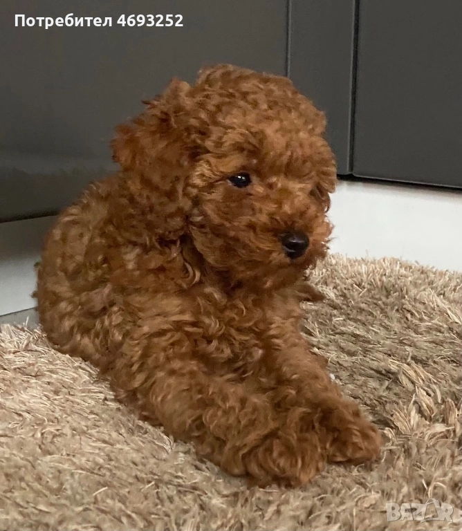 Продавам той пудел момченце, снимка 1