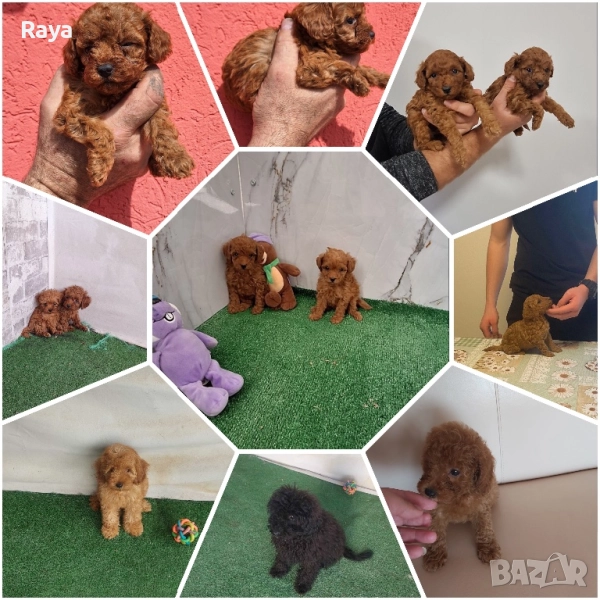 Пудели и йоркита, снимка 1