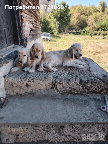 Кокер шпаньол, снимка 1