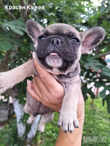 Френски булдог - пясъчни, снимка 1