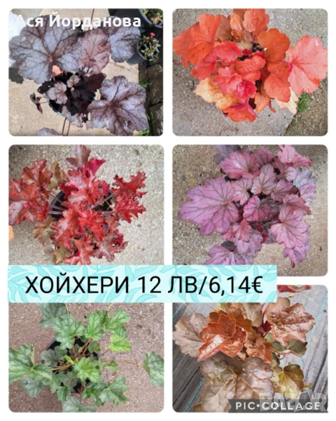 Градински цветя и храсти, снимка 1