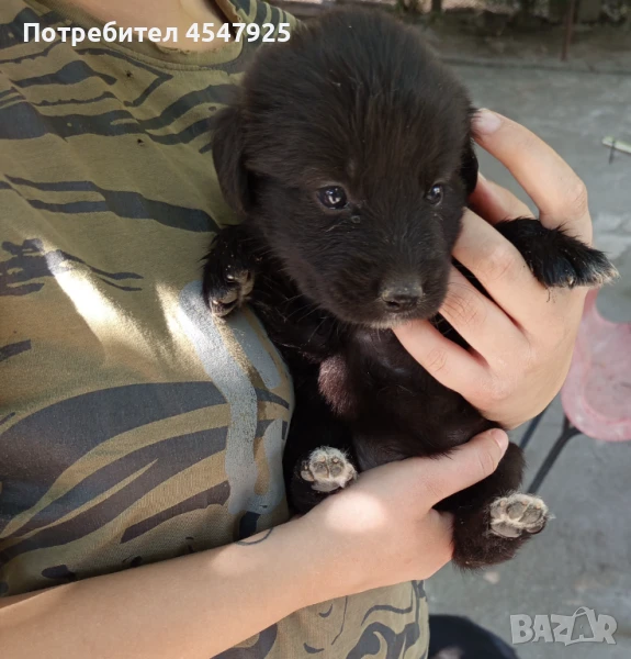 Тези кученца търсят дом., снимка 1