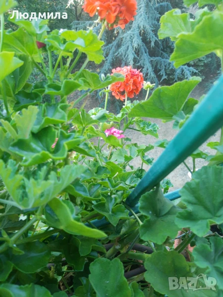 Мушкато,големи,отгледани ОСТАНАЛИ 9бр.ДОГОВАРЯНЕ., снимка 1