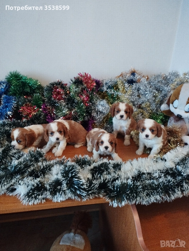 Кавалер Кинг Чарлз Шпаньол , снимка 1