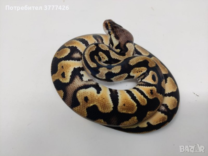 Кралски Питон / Ball Python / Python regius, снимка 1