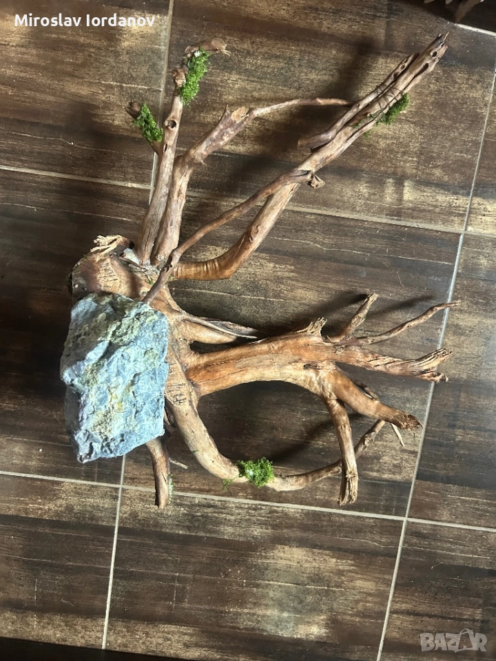 Корен Азалия , снимка 1