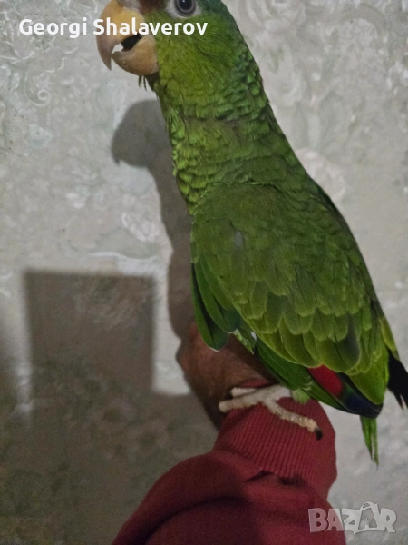 Продавам ръчно хранени бебета зеленобузи Амазони , снимка 1