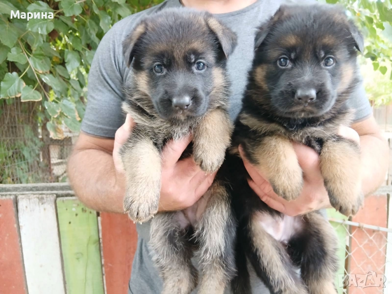 Немски овчарки мъжки и женски, снимка 1