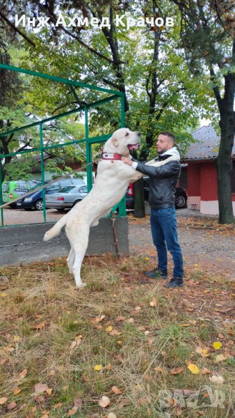 Алабай за разплод, снимка 1