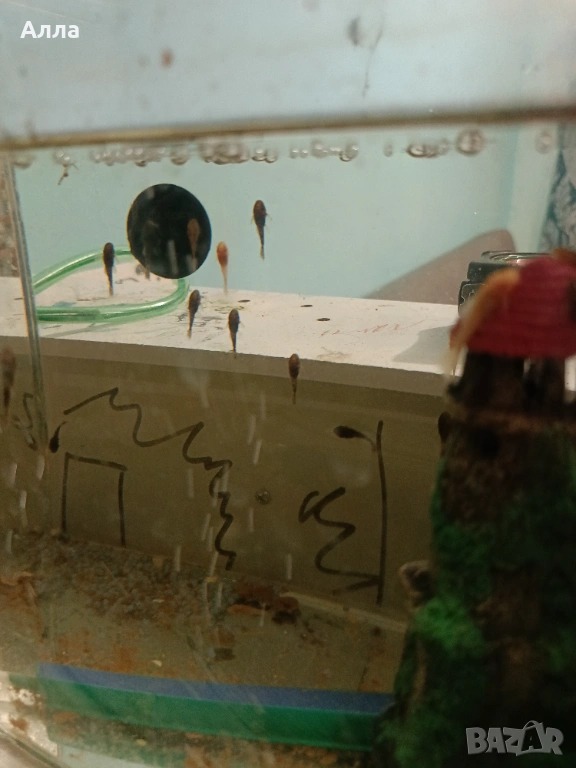 Здрави, млади анцитруси , снимка 1