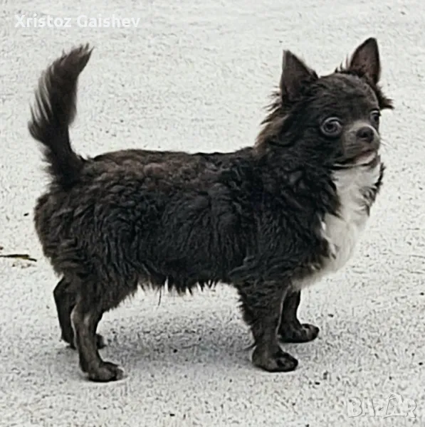 Продавам мъжко чихуахуа , снимка 1