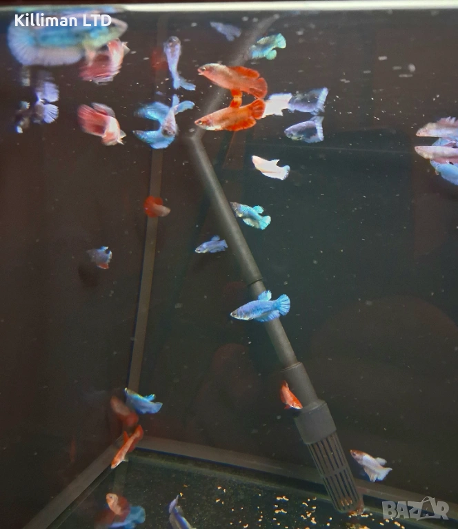 Женски бети, снимка 1