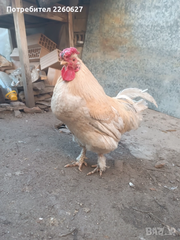 Млади петли , снимка 1