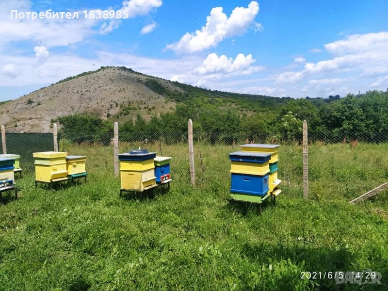 Пчелен прашец 2024г, снимка 1