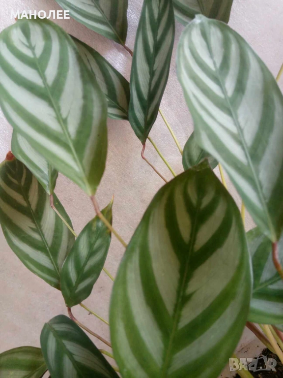 🪴🪴🪴🪴Калатея🪴🪴🪴🪴, снимка 1