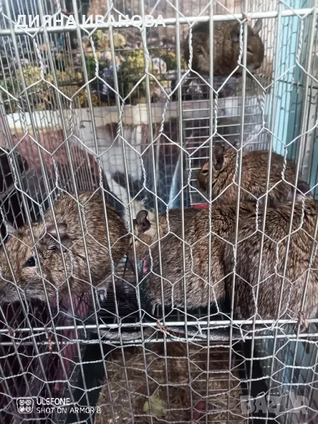 Катерички дегу, снимка 1