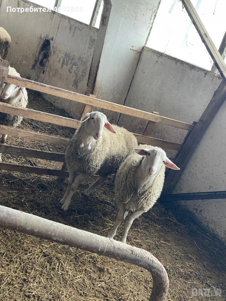 Свободни мъжки , снимка 1