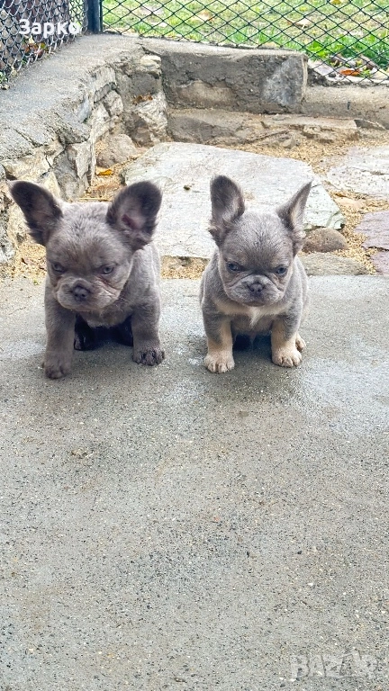 Френски булдог, снимка 1