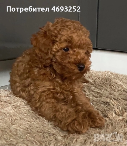 Продавам той пудел момченце