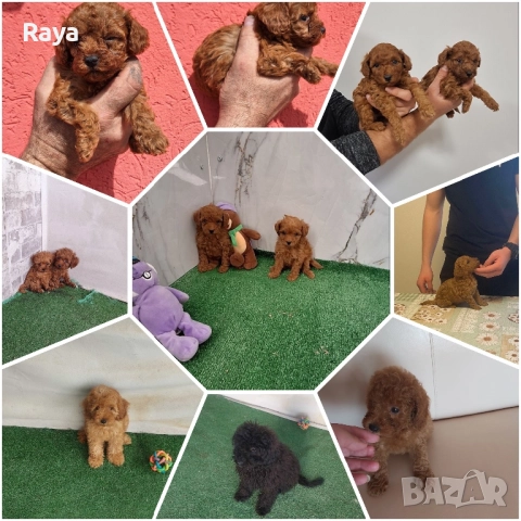 Пудели и йоркита